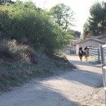 QuigleyCanyon_horses