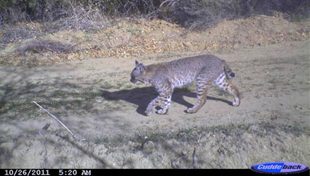 Wildlife Caught on Camera